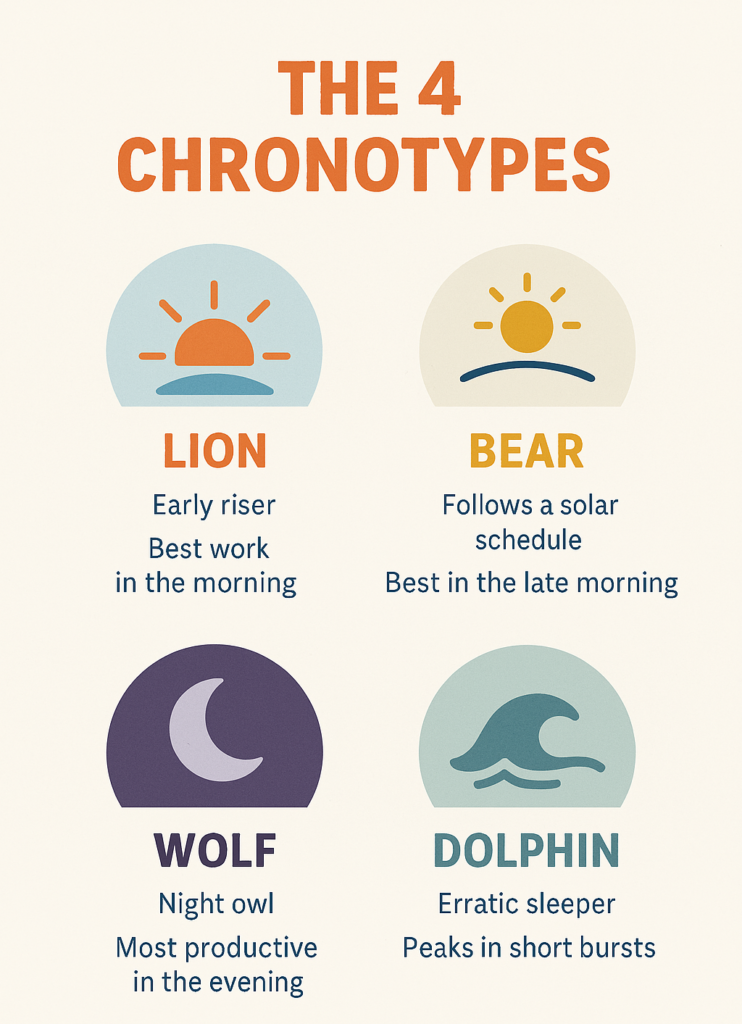 Visual guide to the four chronotypes: Lion, Bear, Wolf, and Dolphin with peak productivity times.